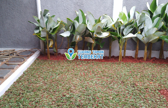 Tukang Taman Bintaro